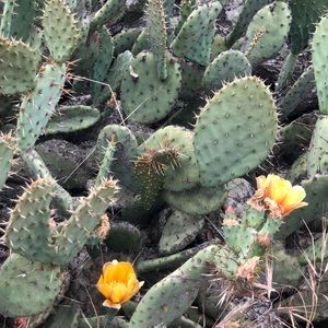 Meet your Posher, Sky